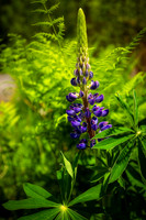 Blue Lupin