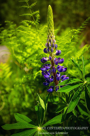 Blue Lupin