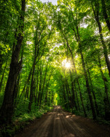A living cathedral, forest road with sun, northern Wisconsin, 8x10"
