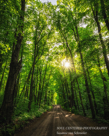 A living cathedral, forest road with sun, northern Wisconsin, 8x10"