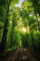 A living cathedral, forest road with sun, northern Wisconsin