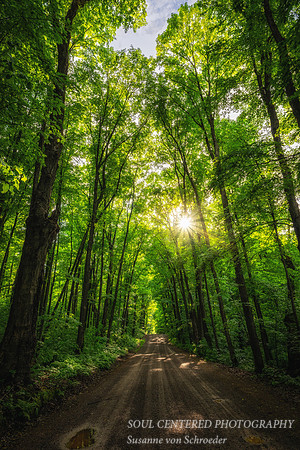 A living cathedral, forest road with sun, northern Wisconsin