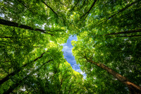 Looking up, forest canopy, with blue sky, northern WI