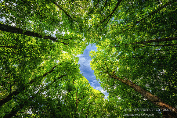 Looking up, forest canopy, with blue sky, northern WI