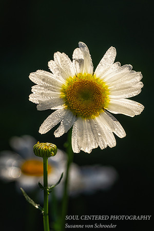 Daisy with dew drops