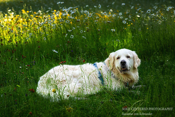 Shanti in the Daisies