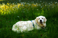 Shanti in the Daisies