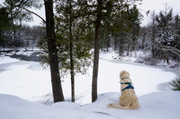 Shanti at the Flambeau river, winter