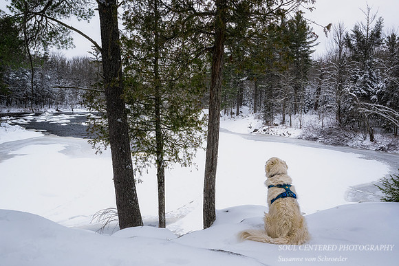 Shanti at the Flambeau river, winter