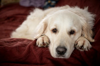 Shanti on couch