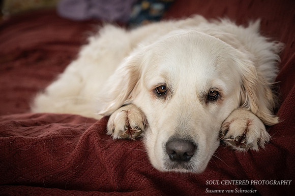 Shanti on couch