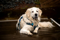 Shanti after a swim