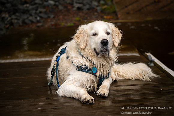 Shanti after a swim