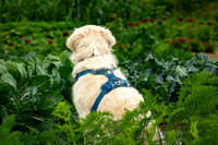Shanti in the vegetable garden