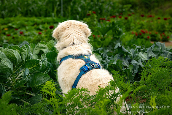 Shanti in the vegetable garden
