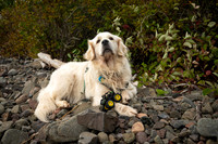 Shanti with tractor toy