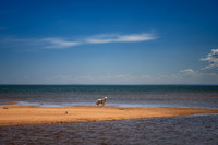 _DSC9485z