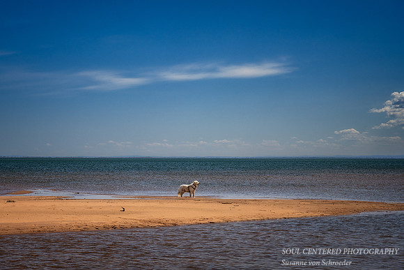 _DSC9485z