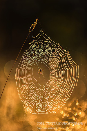 Spiderweb in morning light