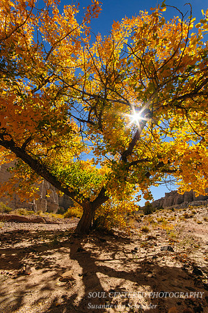 Golden tree at Plaza Blanca