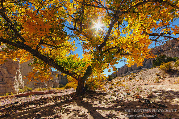 Golden Tree at Plaza Blanca