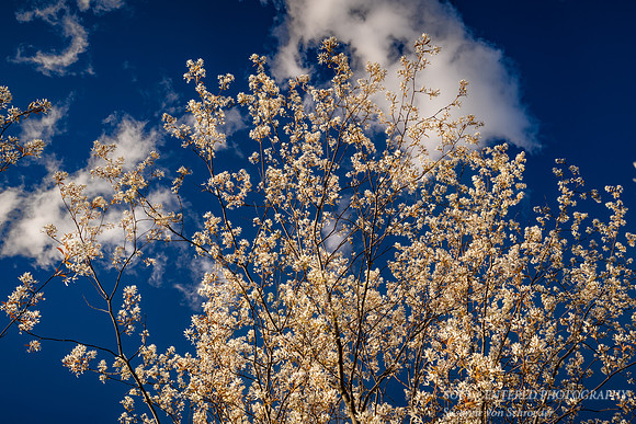 Flowering Juneberry, blue sky