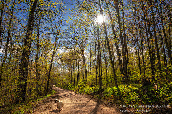 Spring walk in the Blue Hills with Shanti