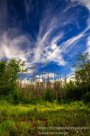 Glorious Spring day, Blue Hills  1