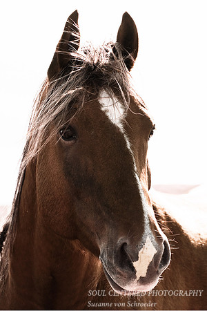 Horse portrait, sepia