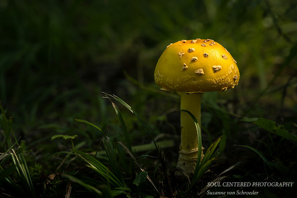 Sunlit Mushroom 2