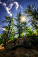 White Pines at Slough Gundi, Flambeau river