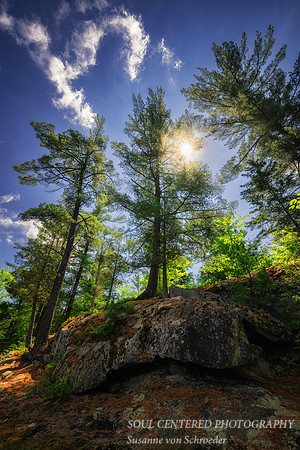 White Pines at Slough Gundi, Flambeau river