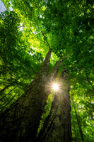 Sunrays through a Birch tree