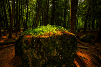 Sunlit ferns growing on a boulder