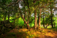 Sunlit Cedar trees 1, July '26