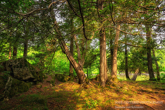 Sunlit Cedar trees 1, July '26