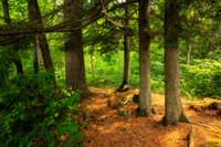 Sunlit Forest path, July '26