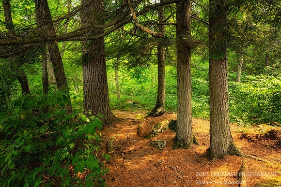 Sunlit Forest path, July '26