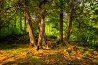Sunlit Cedar trees 2, July '26