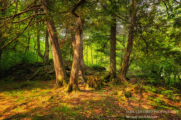 Sunlit Cedar trees 2, July '26