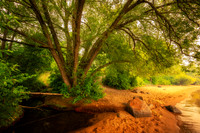 Smoke filled air, Willow tree, Washburn 1, July '26