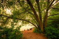 Smoke filled air, Willow tree, Washburn 2, July '26