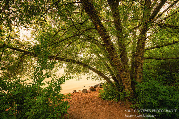 Smoke filled air, Willow tree, Washburn 2, July '26