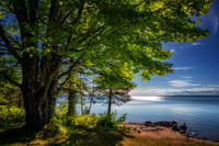 Maple tree at Lake Superior, June '26
