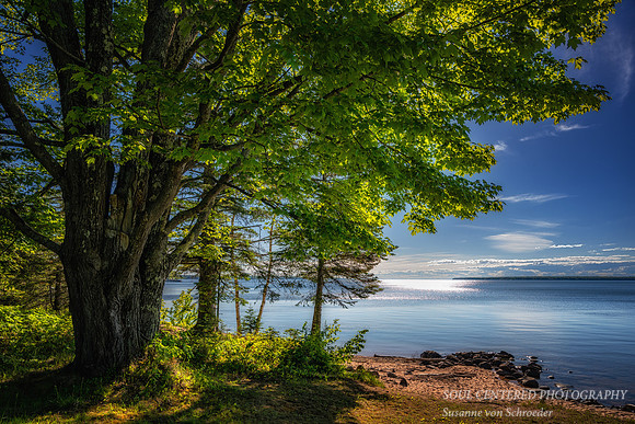Maple tree at Lake Superior, June '26