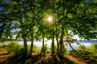Birch trees at Lake Superior, June '26