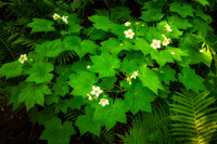 Thimbleberries in bloom