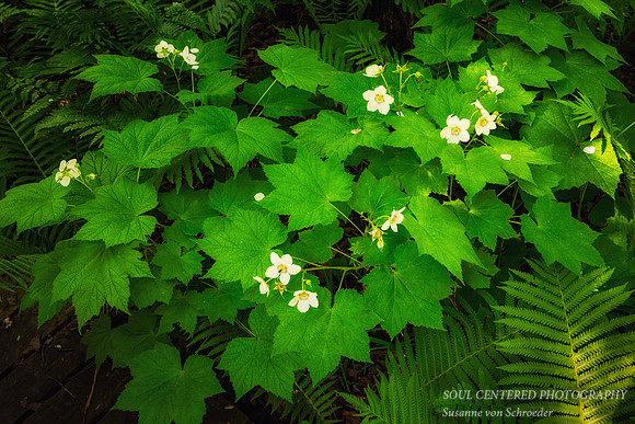 Thimbleberries in bloom
