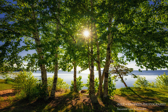 Birch trees at Lake Superior, June '26