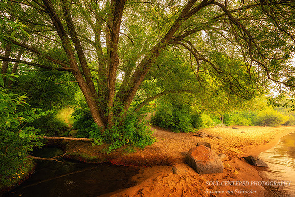 Smoke filled air, Willow tree, Washburn 1, July '26